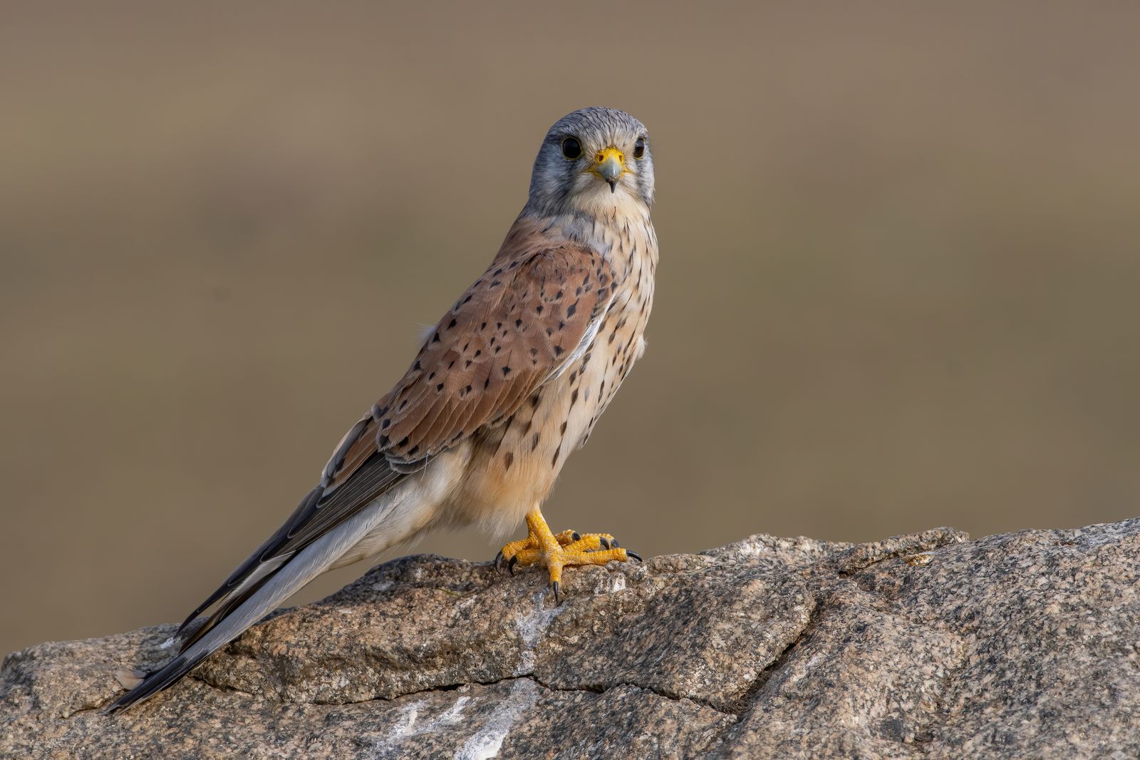 kestral (1)